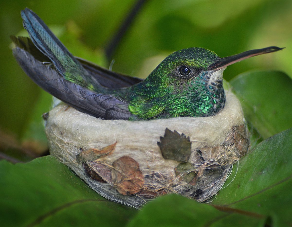 Check out the decorative touch on this #hummingbird nest. @MarthaStewart would be proud. 😊 (photo by Ion Moe) https://t.co/runEflPE9z