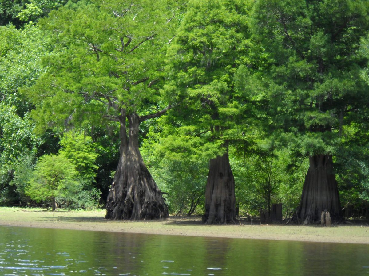 NancieNorton's tweet photo. What Atlanta is doin, by holdin up 2 much of th water comn 2 our Appalachicola River down stream. Is killing our A Bay Oysters&amp;Tupelo trees. https://t.co/3b1D2rD7DX