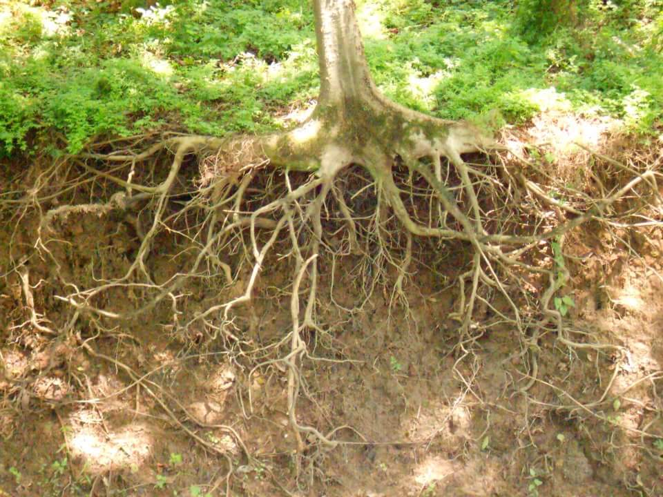NancieNorton's tweet photo. What Atlanta is doin, by holdin up 2 much of th water comn 2 our Appalachicola River down stream. Is killing our A Bay Oysters&amp;Tupelo trees. https://t.co/3b1D2rD7DX