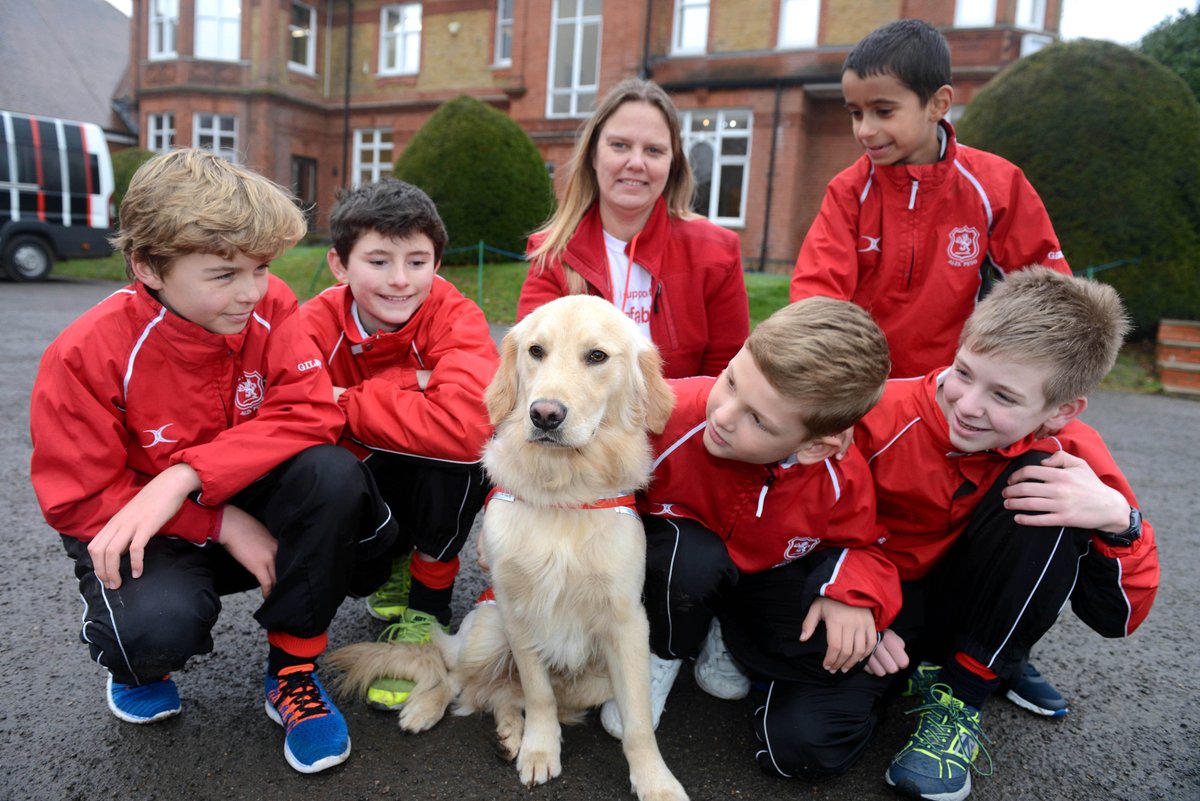 Assistance puppy sponsored by Surbiton pupils makes return eight months on surreycomet.co.uk/news/15142248.…