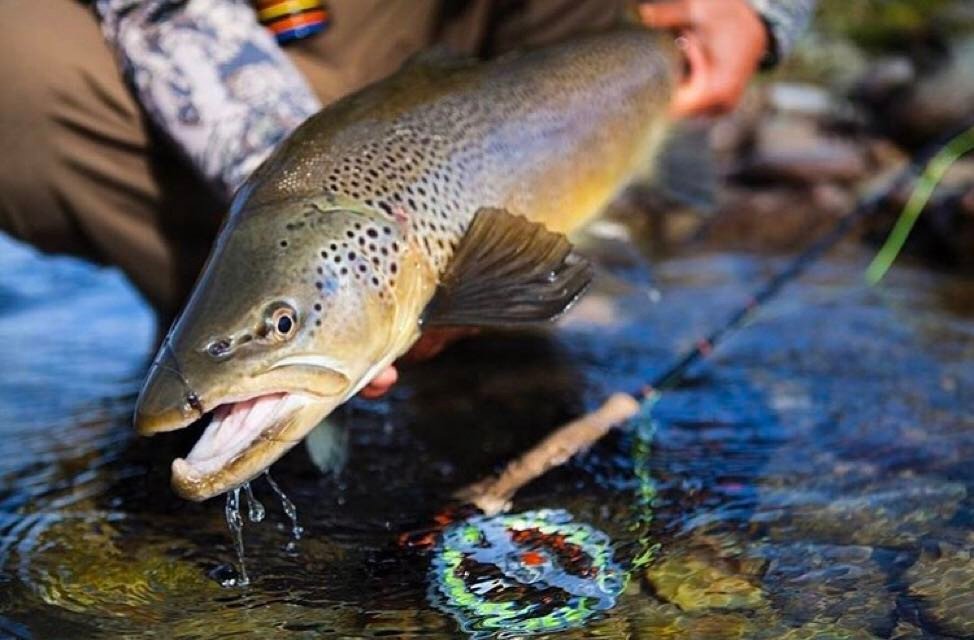 lamsonflyfish's tweet photo. FRESH!! 👌⠀
📸: | @timangeli⠀
Repost: @manic_tackle_project⠀
⠀
#lamsonfleet #flyfishing #keepemwet #Browntrout #backc… https://t.co/55frL53S3j