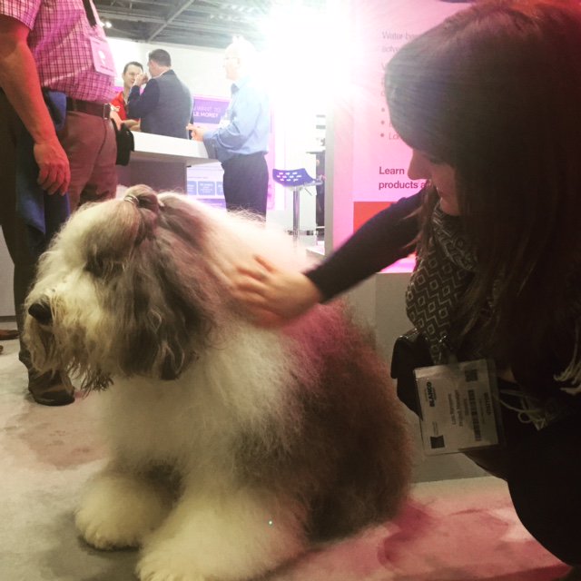 blueskyers's tweet photo. I think we all know what the highlight of Lois's day was today. Meeting the @duluxuk dog at the #kbdesign show #doglover https://t.co/84LXFWcHTN