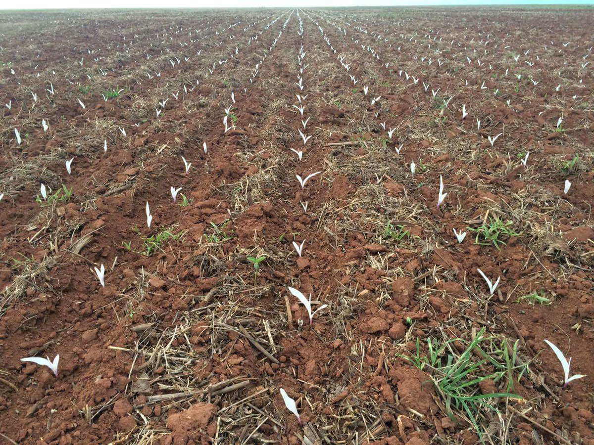 bigaljack's tweet image. Couldn't make much out of the translation from Portuguese, but some sort of seed treatment mixup caused albino corn in Brazil. Saw on fb.