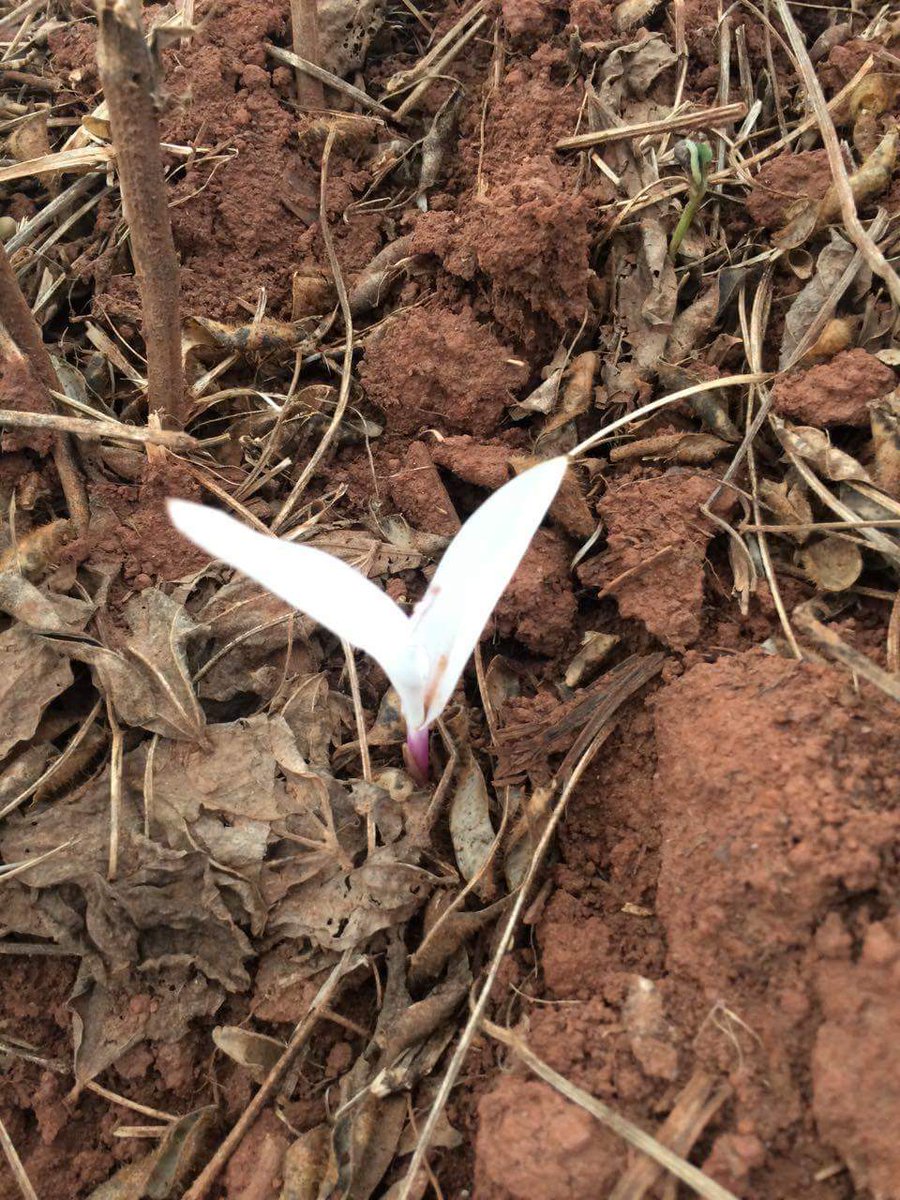 bigaljack's tweet image. Couldn't make much out of the translation from Portuguese, but some sort of seed treatment mixup caused albino corn in Brazil. Saw on fb.