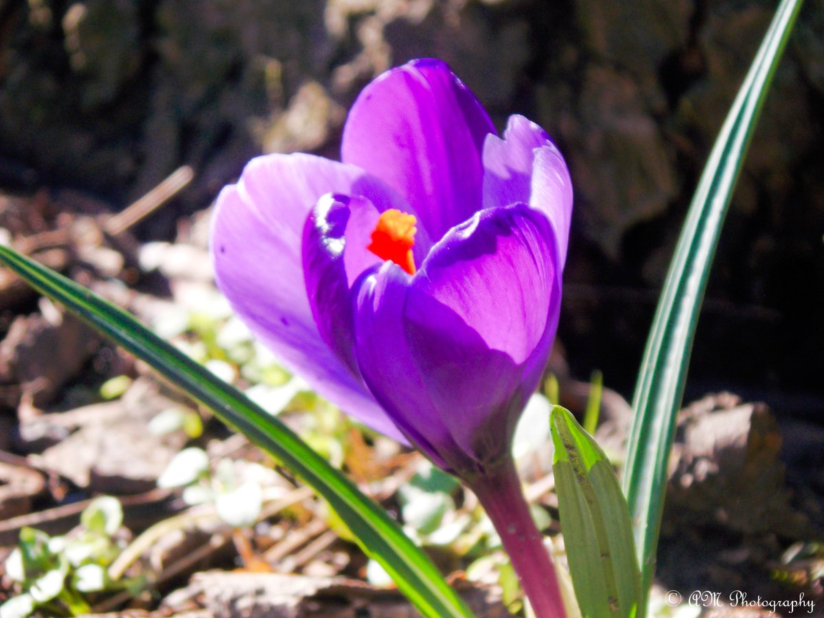 PhotographyAM14's tweet photo. Spring is definitely in full bloom... https://t.co/lqdt9HwHex