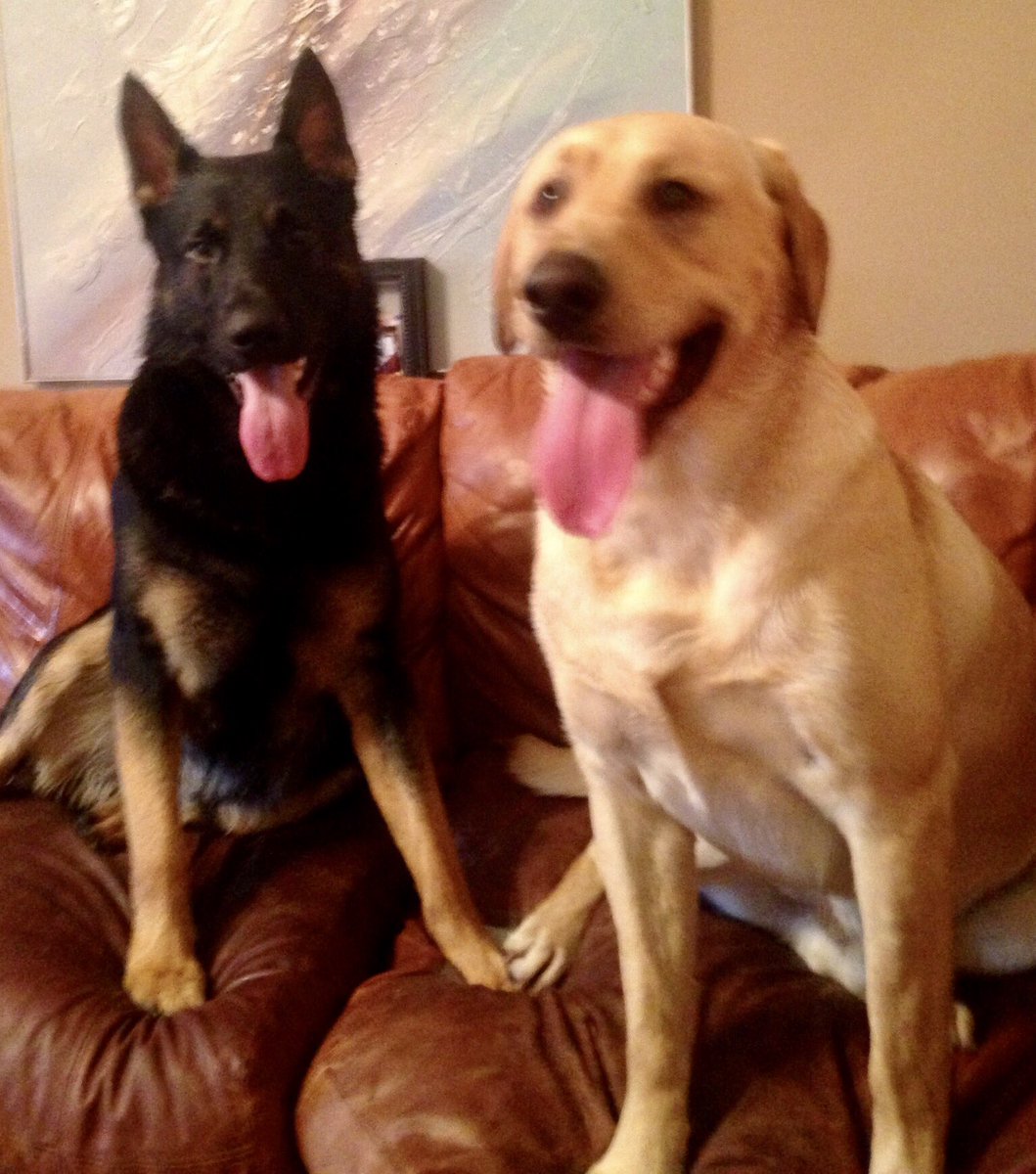 OakiePokey's tweet photo. Happy birthday 2 my best buddy, @Fischer_Dog,  who is celebrating in Heaven. Hope God gives u a loud squeaky ball &amp; a big bone 2day. 💙 https://t.co/fLDWVCx2KB