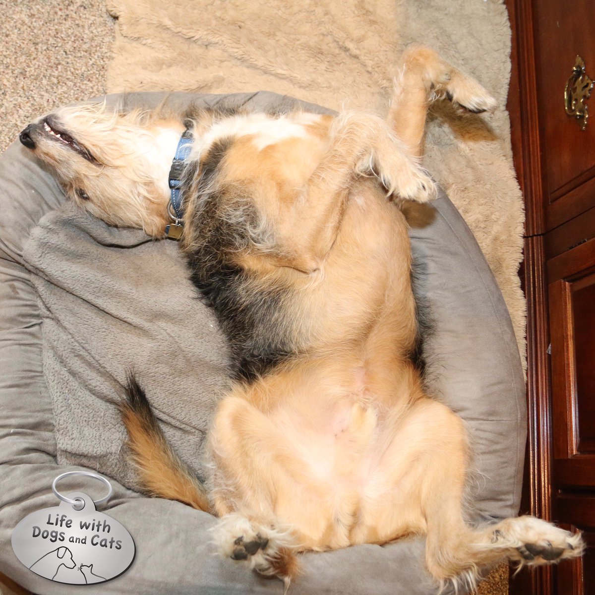 WithDogsAndCats's tweet photo. Tucker's Upside Down Double Cute Paw. The judges give him extra points for the curly tail. #Dogs #CompetitiveSleeping https://t.co/Ha3La3gg6A