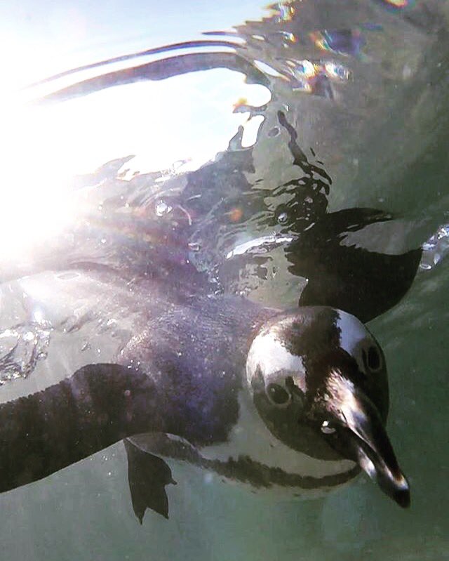 GHVvolunteers's tweet image. #wildlifewednesdays 
#pengiuns #volunteerlife #volunteer #travel #journey #wildlife #ocean #sea #animals #capetown #southafrica #africa