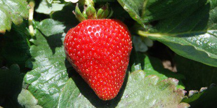 Independent field trials prove Cool Terra can help boost yields for a variety of crops under different conditions. goo.gl/CNIi87