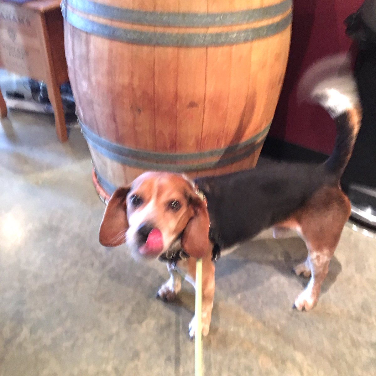 MurphyBeagle's tweet photo. Human and I attended a fundraiser for @seabeagrescue last weekend! So many hounds! #beaglebash https://t.co/2WiIuNSrfN