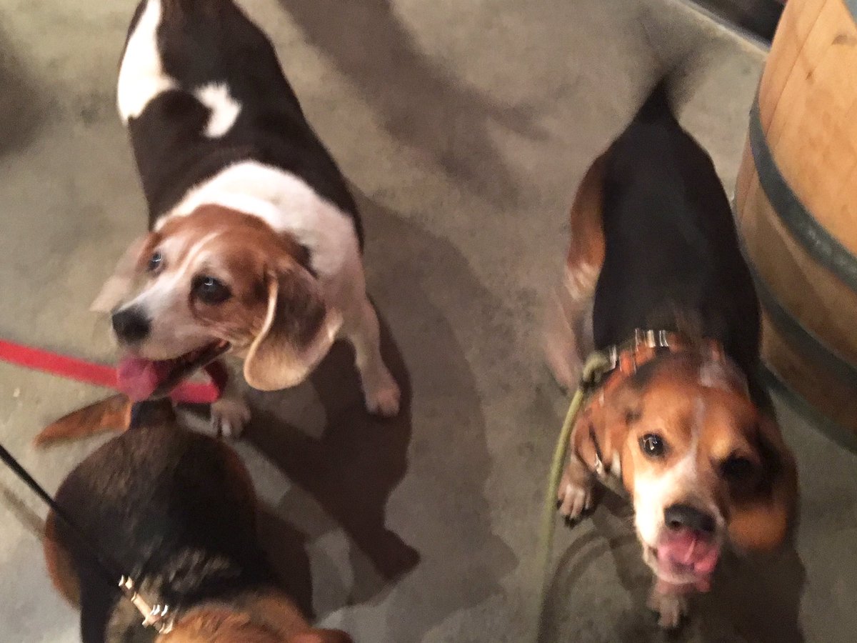 MurphyBeagle's tweet photo. Human and I attended a fundraiser for @seabeagrescue last weekend! So many hounds! #beaglebash https://t.co/2WiIuNSrfN