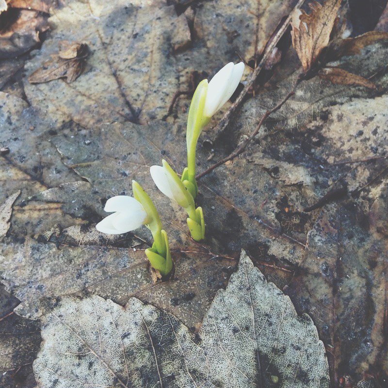 atprises's tweet photo. While I was looking for these snowdrops in a forest I saw mating jays, a woodpecker and a pregnant squirrel. It's definitely spring now! https://t.co/XYqZjznPYV
