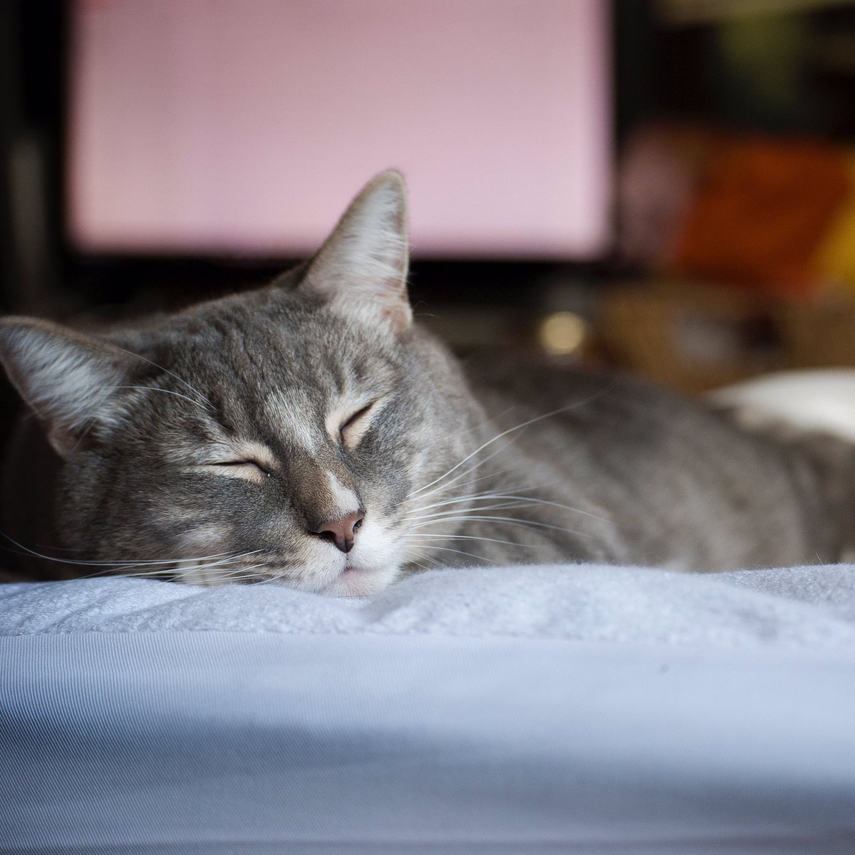 LifeOfAppaAndMo's tweet photo. Little Mo taking an afternoon nap on the bed! #NapTime #cats #CatsOfTwitter #pretty #cute #adorable #happy #great https://t.co/a7pj4Z09N7