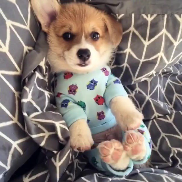iglovedogs's tweet photo. 10/10 would tuck into bed #iglovedogs @artthecorgi
•
•
•
•
•
#corgipup #corgistyle #corgip… https://t.co/oFQZGBNT5g https://t.co/zoCPOfVLh9