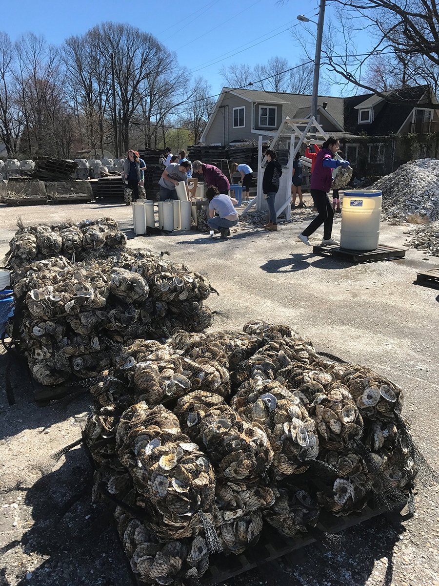 chesapeakebay's tweet image. Bravo to these students from @UVA and @Muhlenberg helping us prep for planting thousands of oysters this year! #SaveTheBay