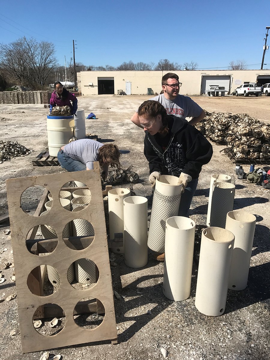 chesapeakebay's tweet image. Bravo to these students from @UVA and @Muhlenberg helping us prep for planting thousands of oysters this year! #SaveTheBay