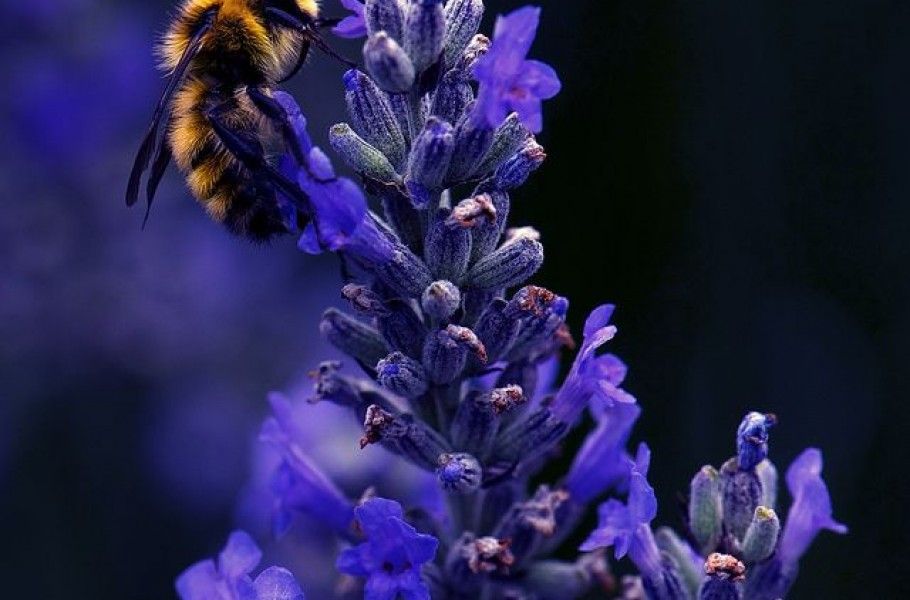 LunaDominante's tweet photo. Aceite Esencial de Lavanda. Propiedades y usos.  https://t.co/dKo7z8HKJ8 #aromaterapia #lavanda https://t.co/qnPHLEJ8Nw
