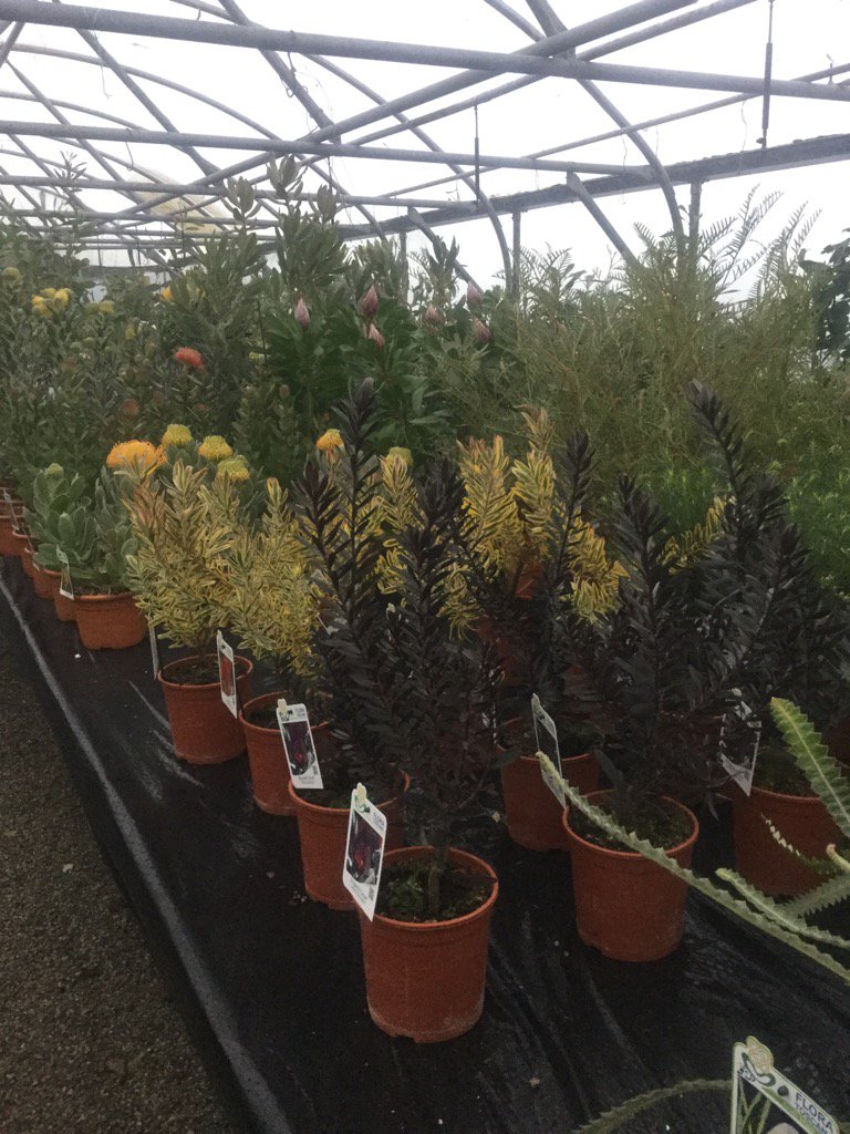 CrossCommonNurs's tweet photo. Very pleased with our new #proteas #Leucospermum #Grevillea #Leucadendron # Banksia Looking great #readytobuy https://t.co/uT2oObk7V3