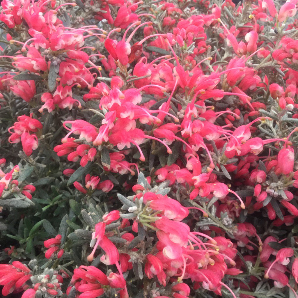 CrossCommonNurs's tweet photo. #Grevillea lavandulacea Selena #fullofflower https://t.co/xTwpGG8nnd
