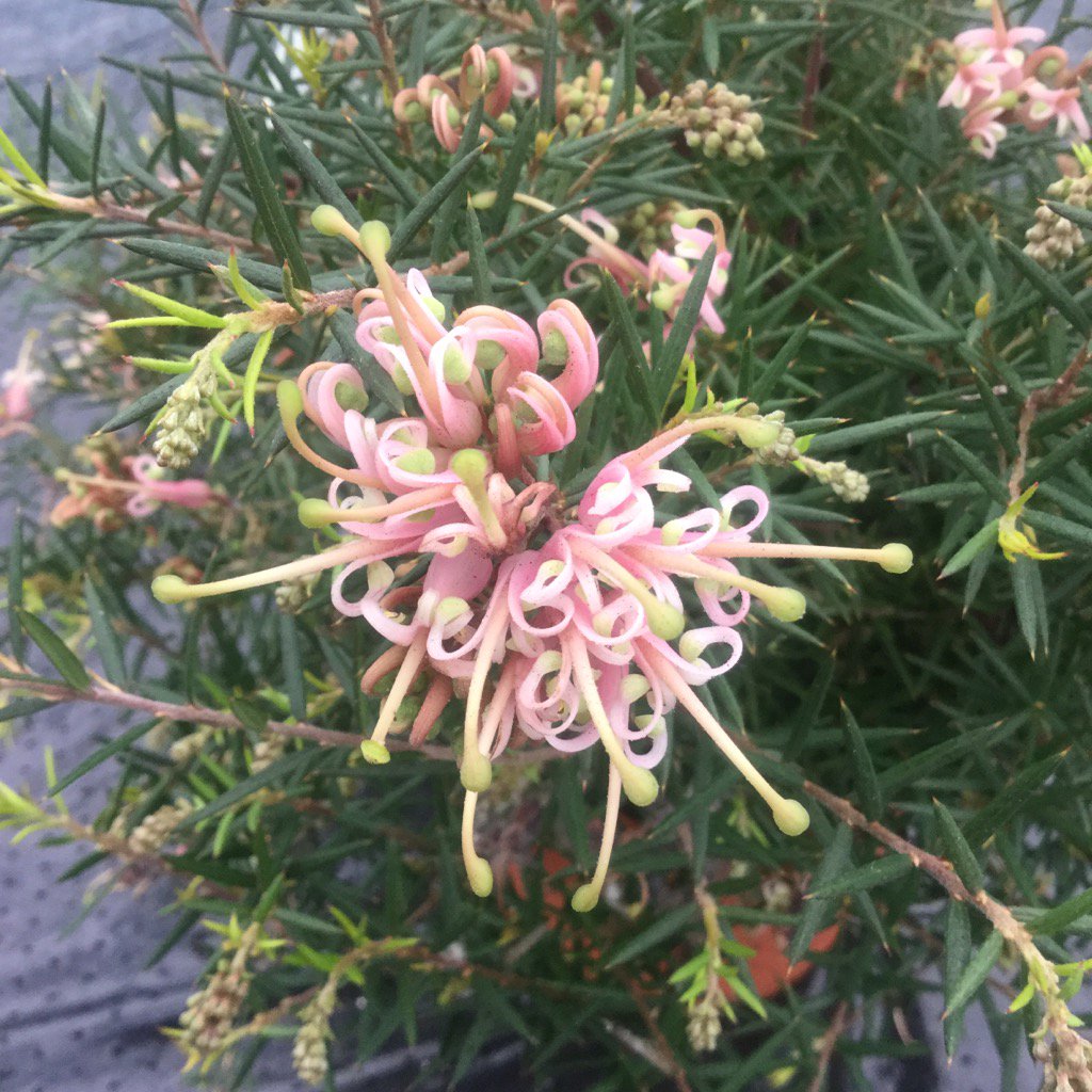 CrossCommonNurs's tweet photo. #Grevillea Pink Lady https://t.co/iy5UQuAs2G