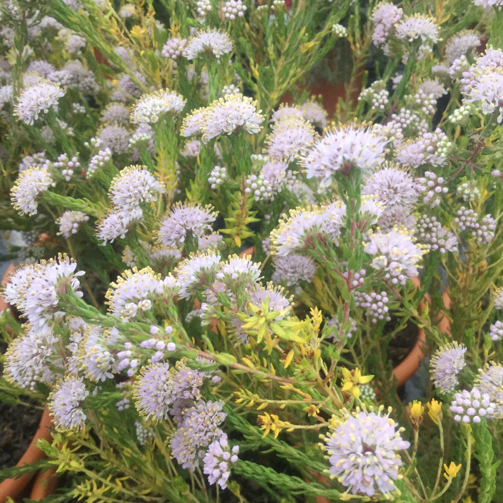 CrossCommonNurs's tweet photo. #Agathosma serpyllacea https://t.co/W2RuOCMJrf