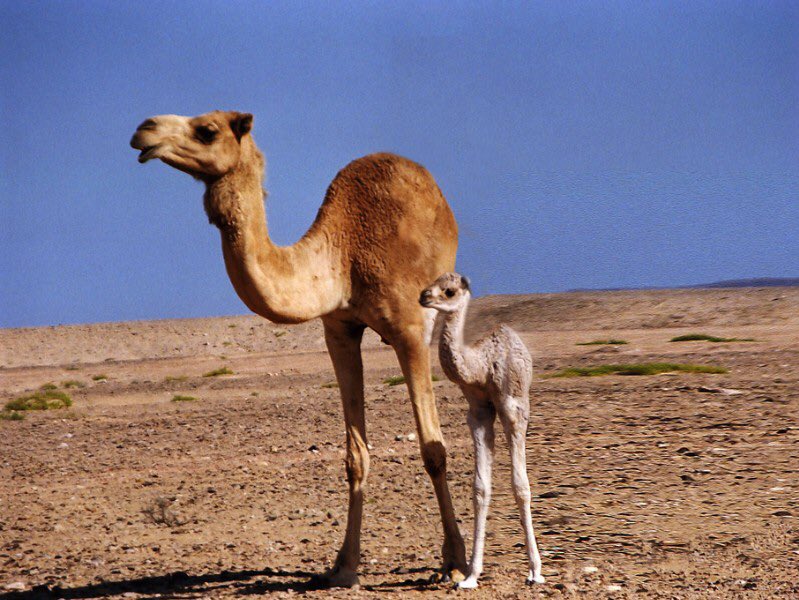Two Legged Animals on Twitter: Two Legged Animals on Twitter:
