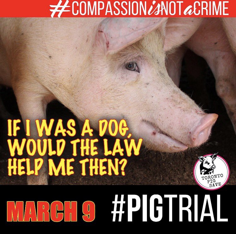 animalsavemvmt's tweet image. The #pigtrial continues tomorrow from 10am EST. Check out @TorontoPigSave for lives tweets from the courthouse. 

#vegan
