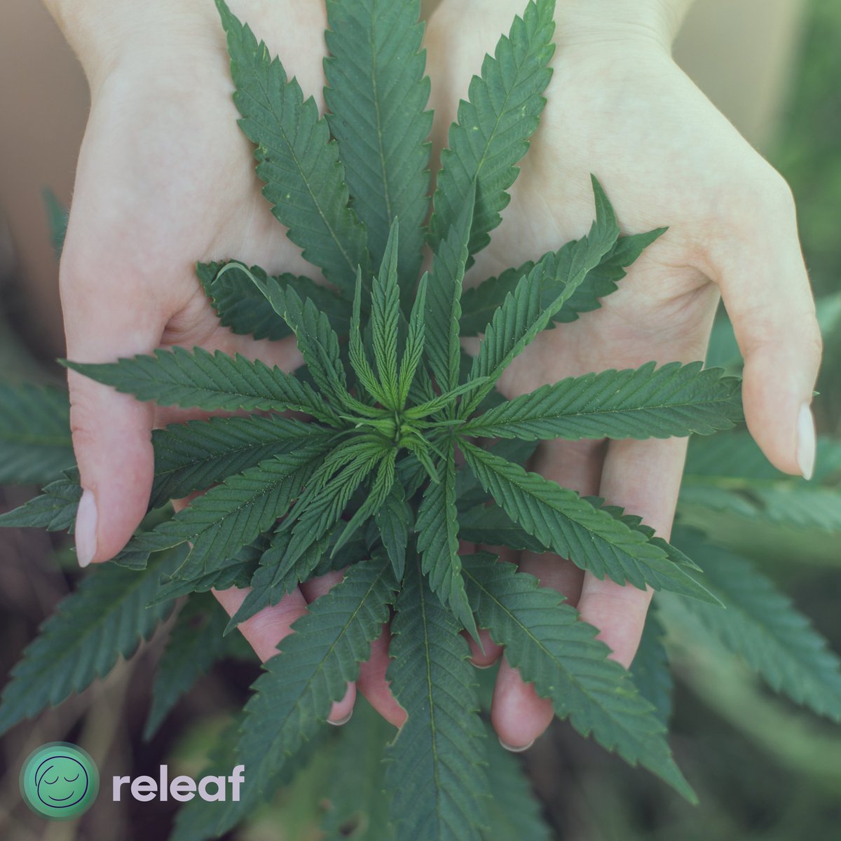 releafapp's tweet photo. Happy #InternationalWomensDay to all the women in the #cannabis industry &amp; across the globe! #thankyou #mmj #thefutureisfemale https://t.co/vzXY8cmP3Y