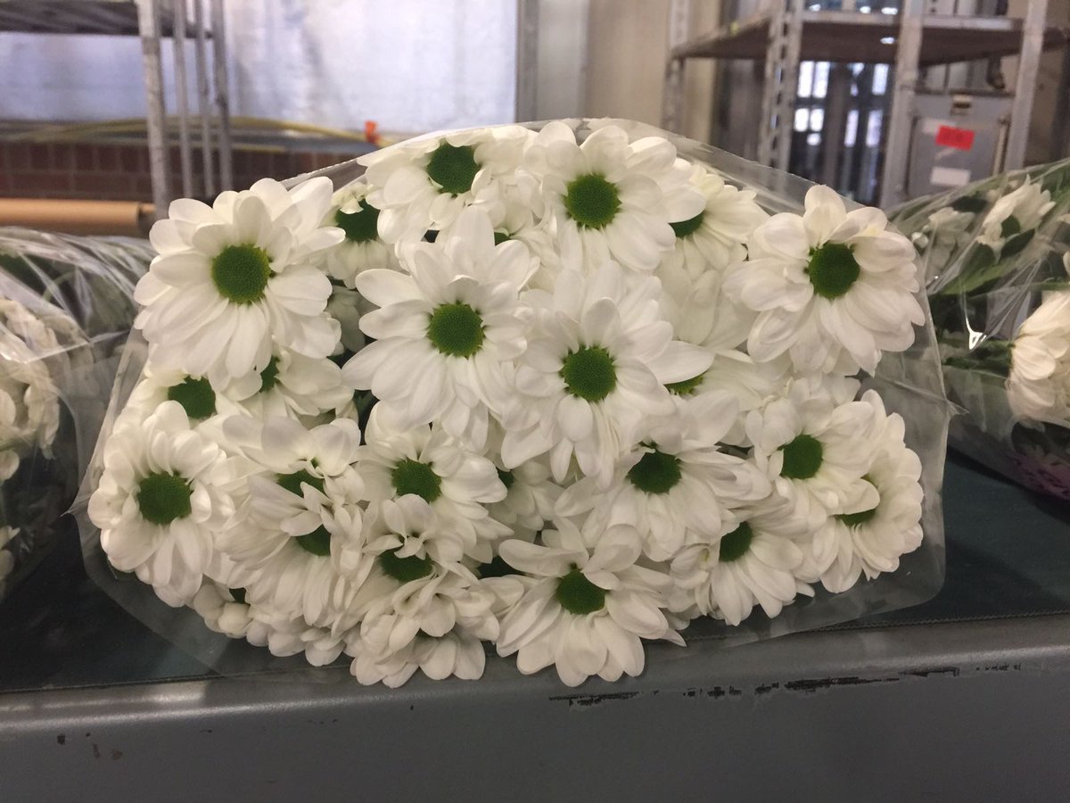 _RiverFlowers's tweet photo. Vanaf nu CHIC en HAYDAR met bedrukte hoezen te koop @FloraMondo #RiverCHIC #Quality Chrysanthemum spray white https://t.co/Z89Czzhvef