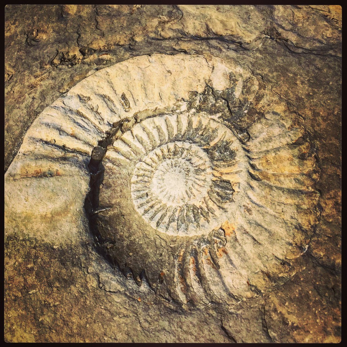 CobbCottage's tweet photo. We love fossil hunting down Monmouth beach #lymeregis https://t.co/v5QBd3XDqs