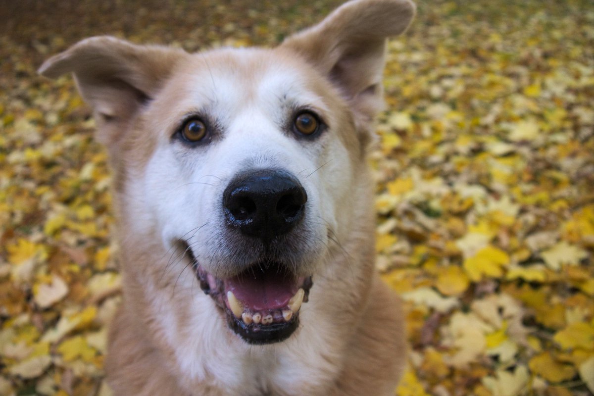 Hachiko: a breed that has received a new name Hachiko: a breed that has received a new name