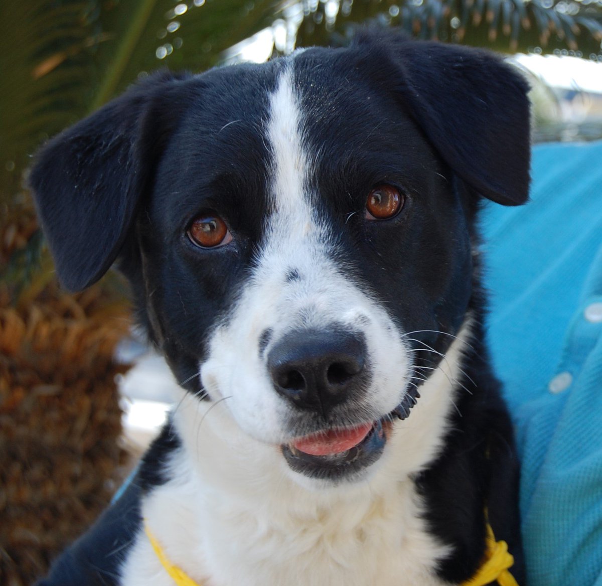 NevadaSPCA's tweet photo. Dynasty overflows with happiness &amp; joy when you tell her it's time to have fun!
#adopt #BorderCollie x #dogrescue
https://t.co/PeeZwHsN0a https://t.co/8ouyWQ8wSG