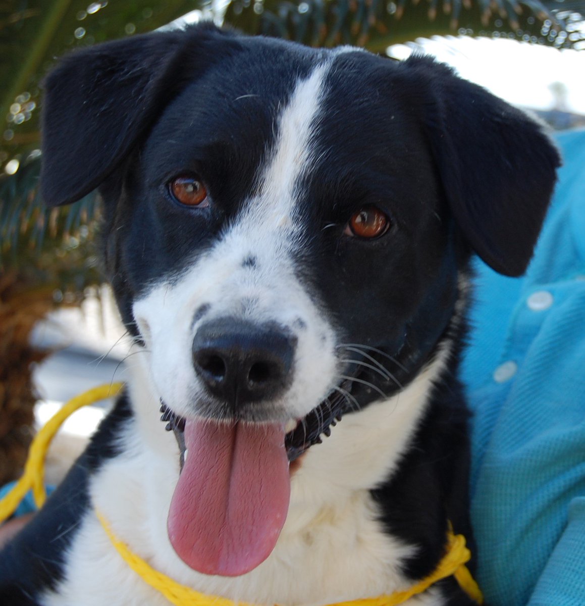 NevadaSPCA's tweet photo. Dynasty overflows with happiness &amp; joy when you tell her it's time to have fun!
#adopt #BorderCollie x #dogrescue
https://t.co/PeeZwHsN0a https://t.co/8ouyWQ8wSG