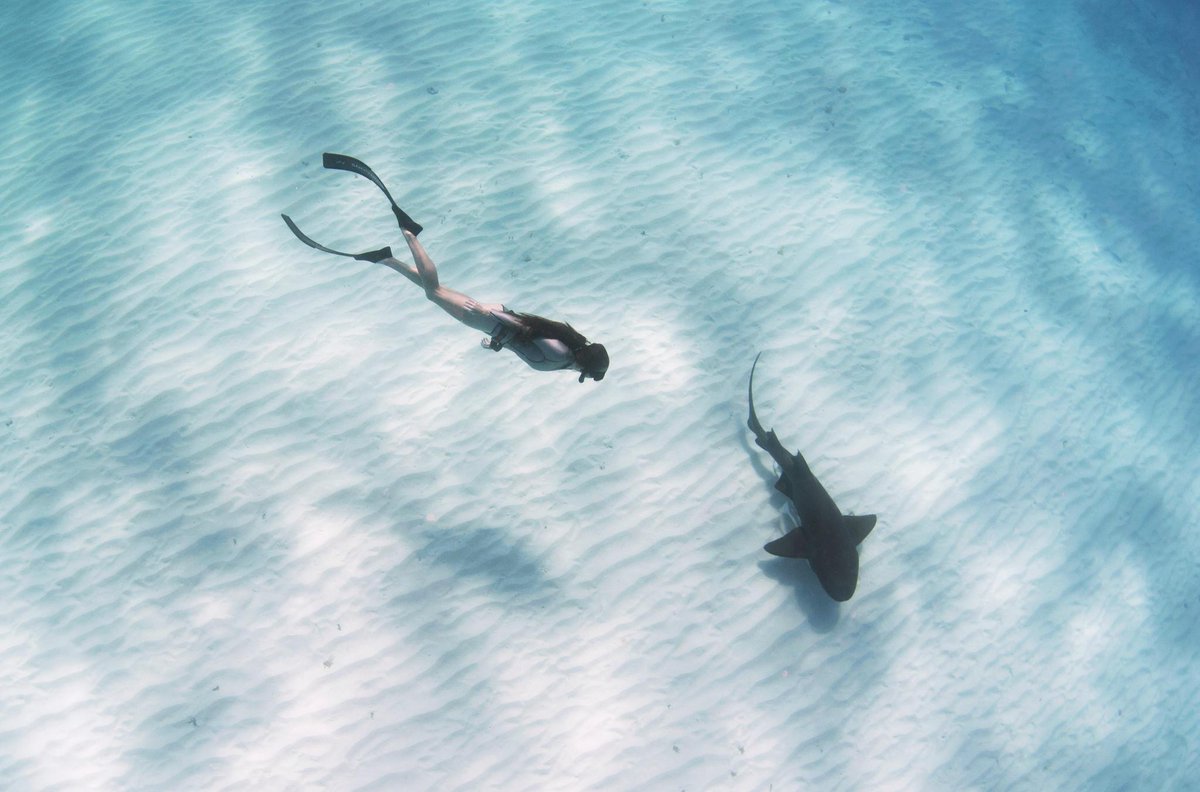 Shark Week tweet media