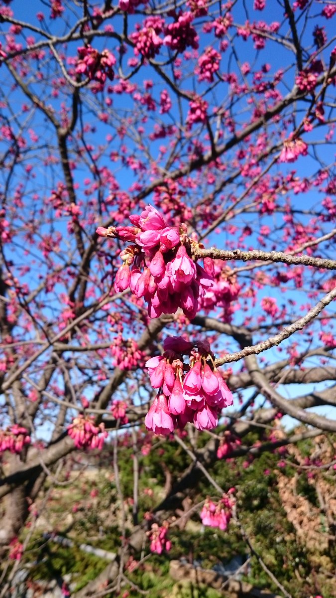 みみこ בטוויטר 近所の畑の隅に植わってる 沖縄桜 下向きに咲く 濃いピンクの花が開き始めると春はもうすぐそこです 花 沖縄桜