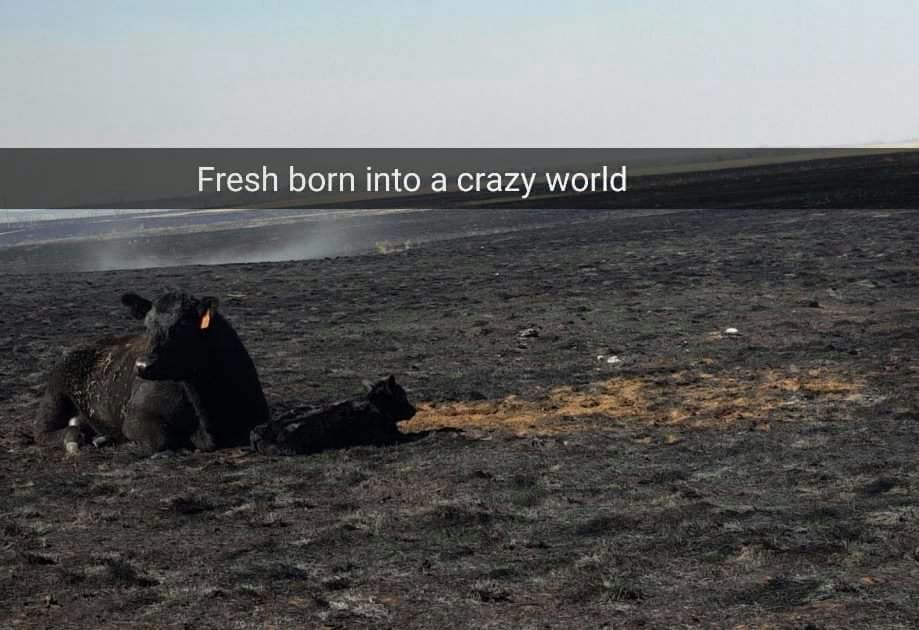 And From the Ashes comes life. Ain't this a beautiful sight? Mama is a little burnt, but doing fine, as is baby. #kansasfires