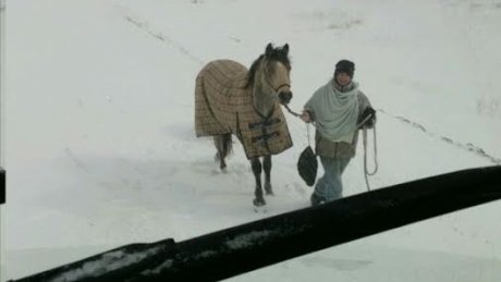 CBCManitoba's tweet photo. Manitoba teen rides horse through snowstorm to bring coffee, dinner to stranded truck driv… https://t.co/Uoc0lAQXpv https://t.co/qMOoQh6nUY
