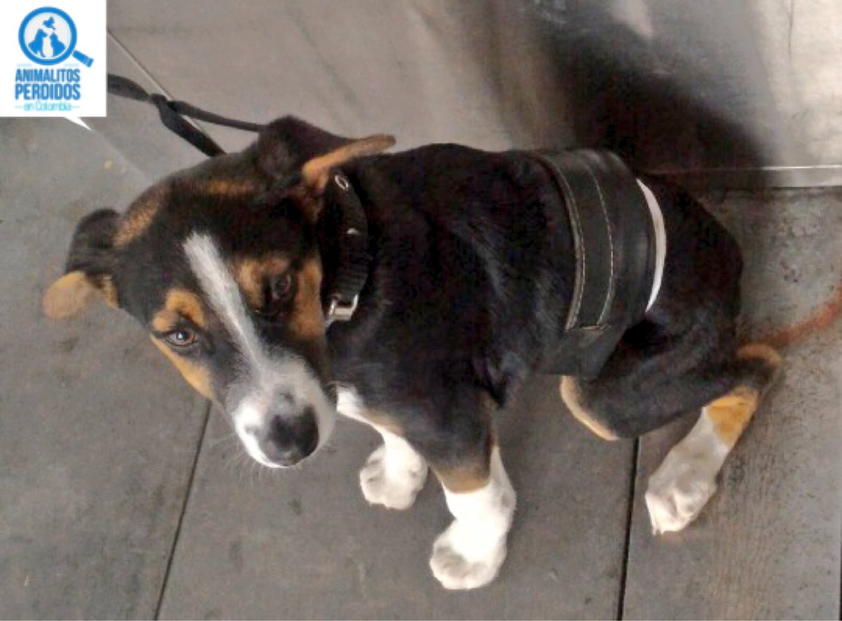 Perro Cafe Blanco Y Negro