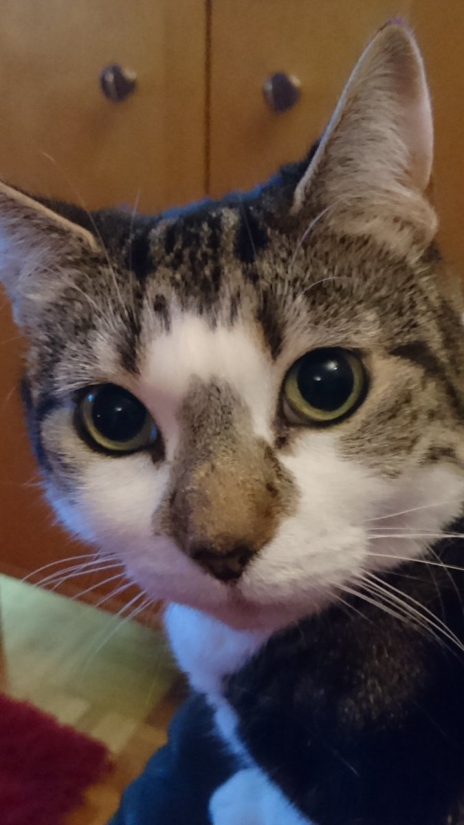 CornellTracey's tweet photo. Maisie mog, big eyes, big ears, button nose #maisiemog #bigeyes #prettycat #picpose #cat https://t.co/6PKaUf21OW