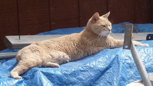 SeriousStrange's tweet image. A cat named Stubbs has been the mayor of Talkeetna, Alaska since 1997.