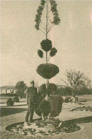 Pearl beside his signature "fishbone" tree in 1996--seven years after he first planted it. 
(PHOTO CREDIT: Danny C. Flanders, The State)