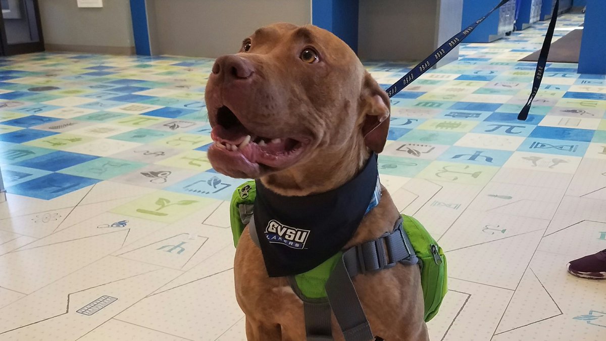 GVSU_LakerStore's tweet photo. New store mascot?? #LakerDogs #GVSU https://t.co/EvPe2AIU4t