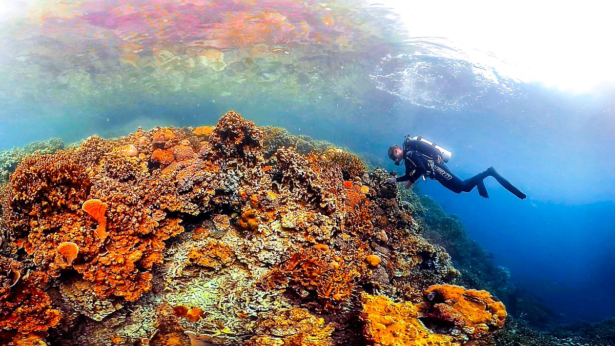 TheEconomist's tweet photo. 360-degree video: How unlocking the mystery of Palau's corals might help to fight climate change https://t.co/OhQbx14wli https://t.co/GQ57iDzvLF