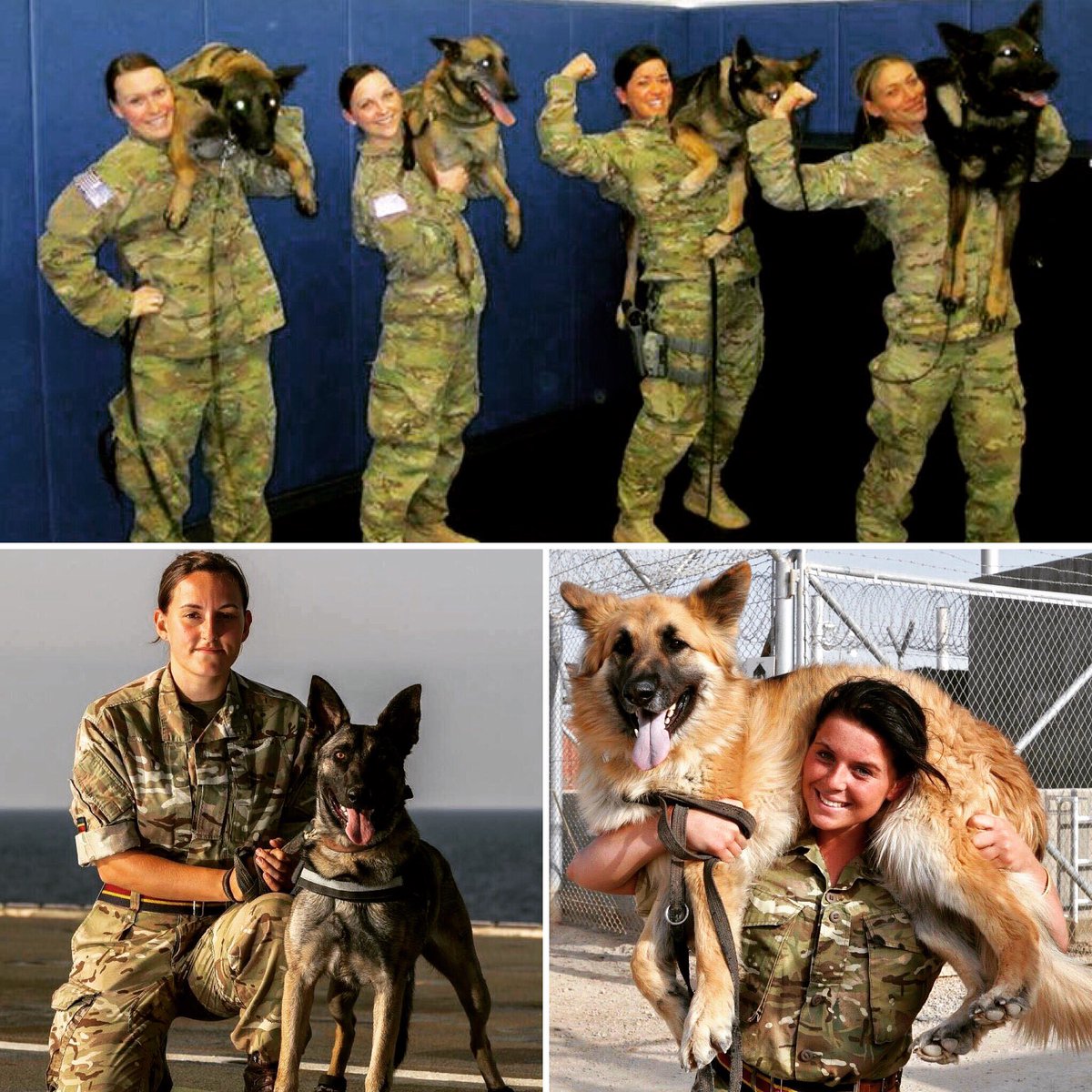 SergeantRex's tweet image. Happy #internationalwomensday ! Female handlers have been serving in combat for years. 🐾