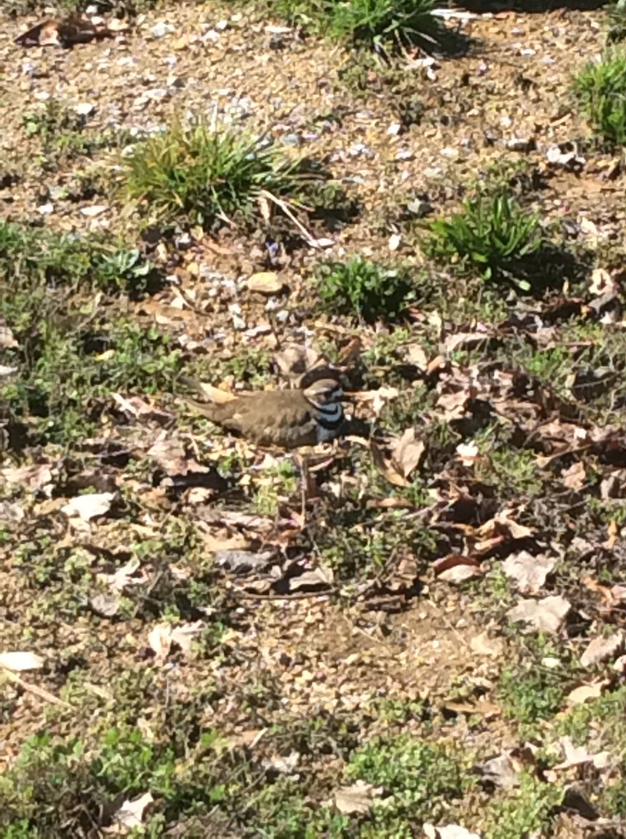 bachman_academy's tweet image. Bachman Academy is a non-traditional school where students are encouraged to spend time outdoors with friends and staff! #greatday 🌞