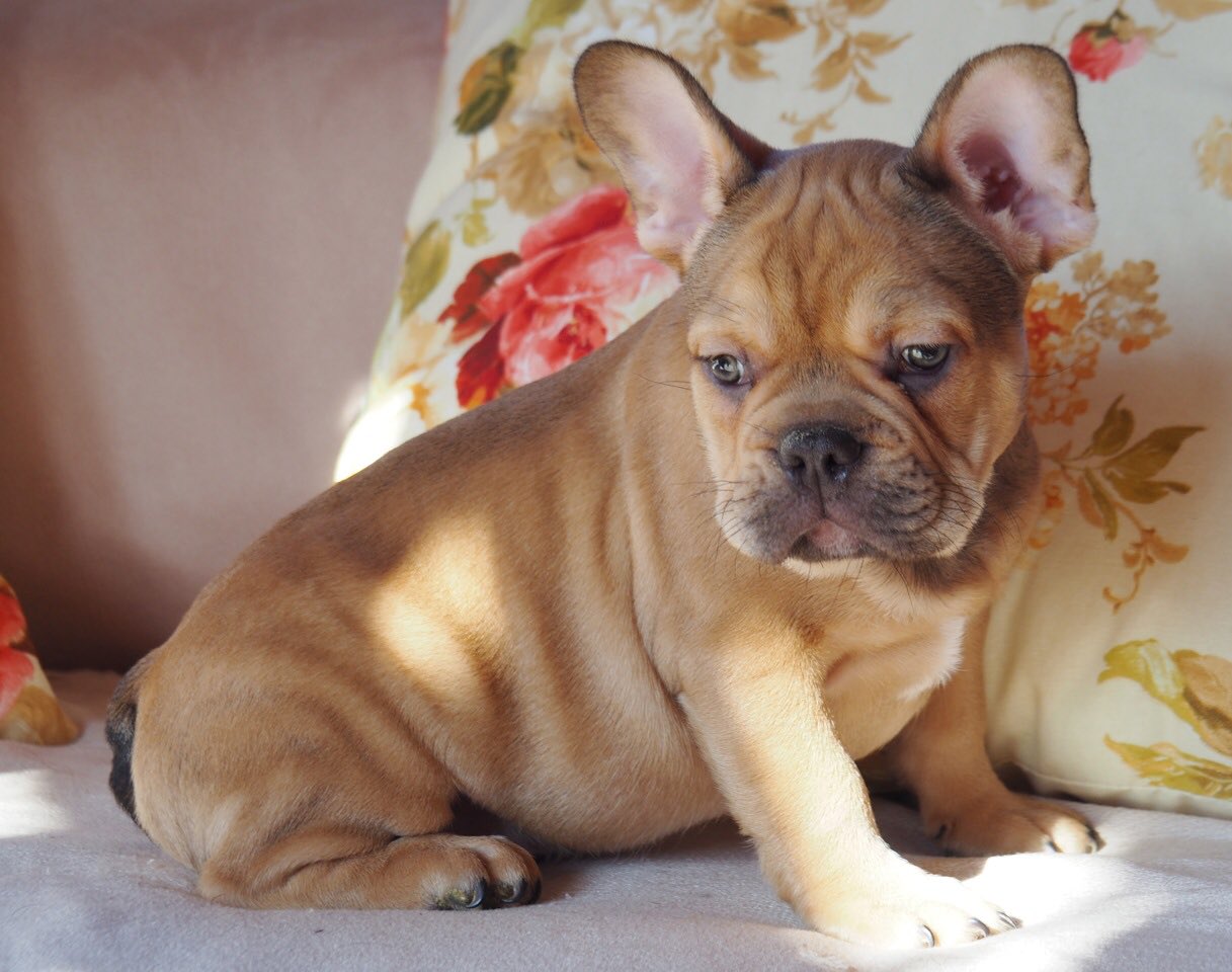 maskless blue fawn french bulldog