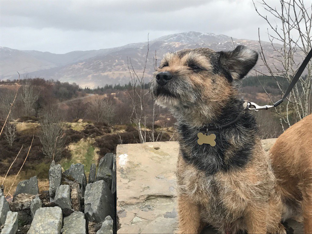 TopDogAlf's tweet photo. Trossachs https://t.co/wtvCR24KfX