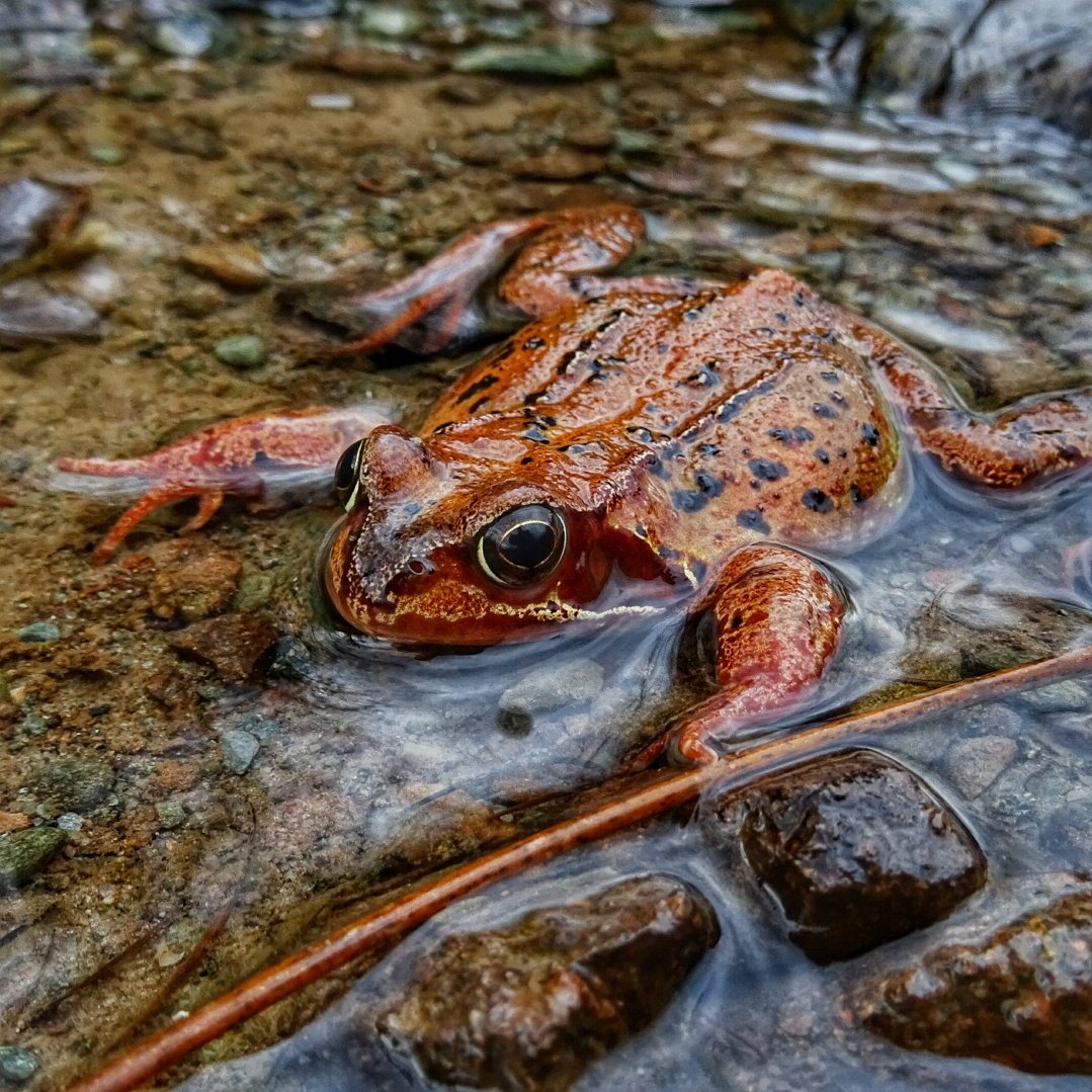 Proudfoot's tweet photo. Which #amphibian for the win?
#Teamtoad 🆚 #Teamfrog
@WildlifeTrusts @365DaysWild #WildSpring #StayWild https://t.co/MUqlJzpqaA