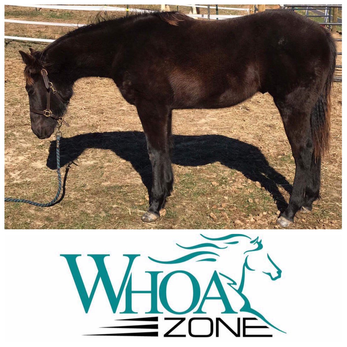 WhoaZoneEquine's tweet image. 2016 BLACK colt by Cromed Out Mercedes, out of producing daughter of West Coast Whiz! $8000 NRHA and NRBC #Reiners