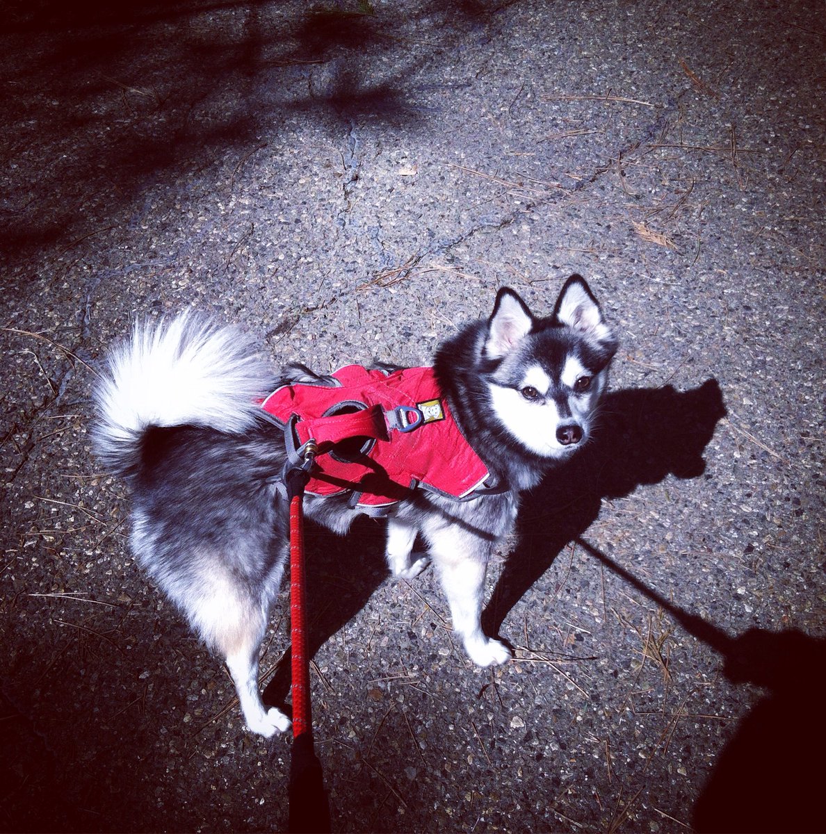 IslaDean's tweet photo. My office manager and I march in solidarity. #InternationalWomensDay #ADayWithoutAWoman #WearRed https://t.co/mtr8LVuyc3